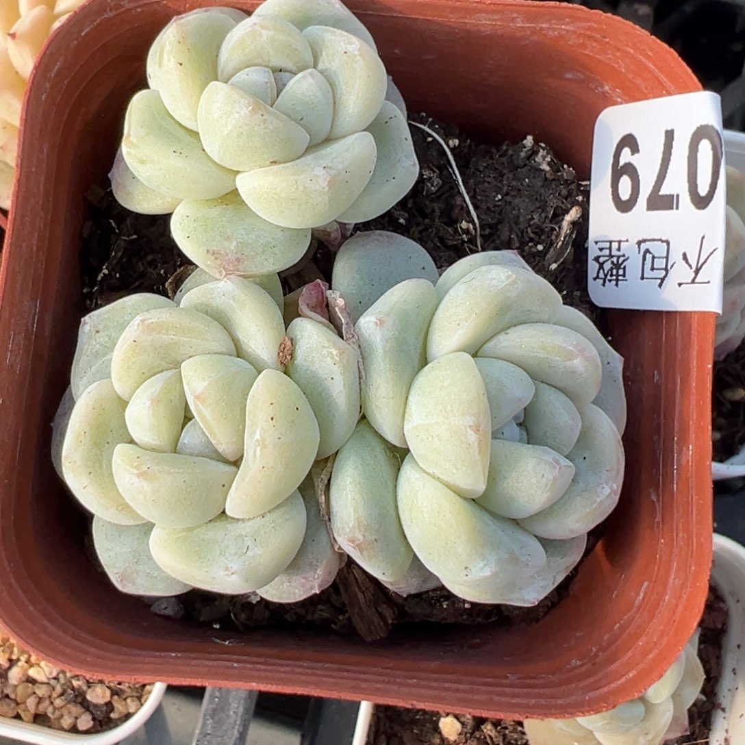 小卡拉米糖心一物一拍30-79