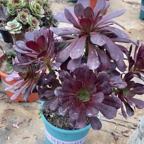 圆叶多肉植物036