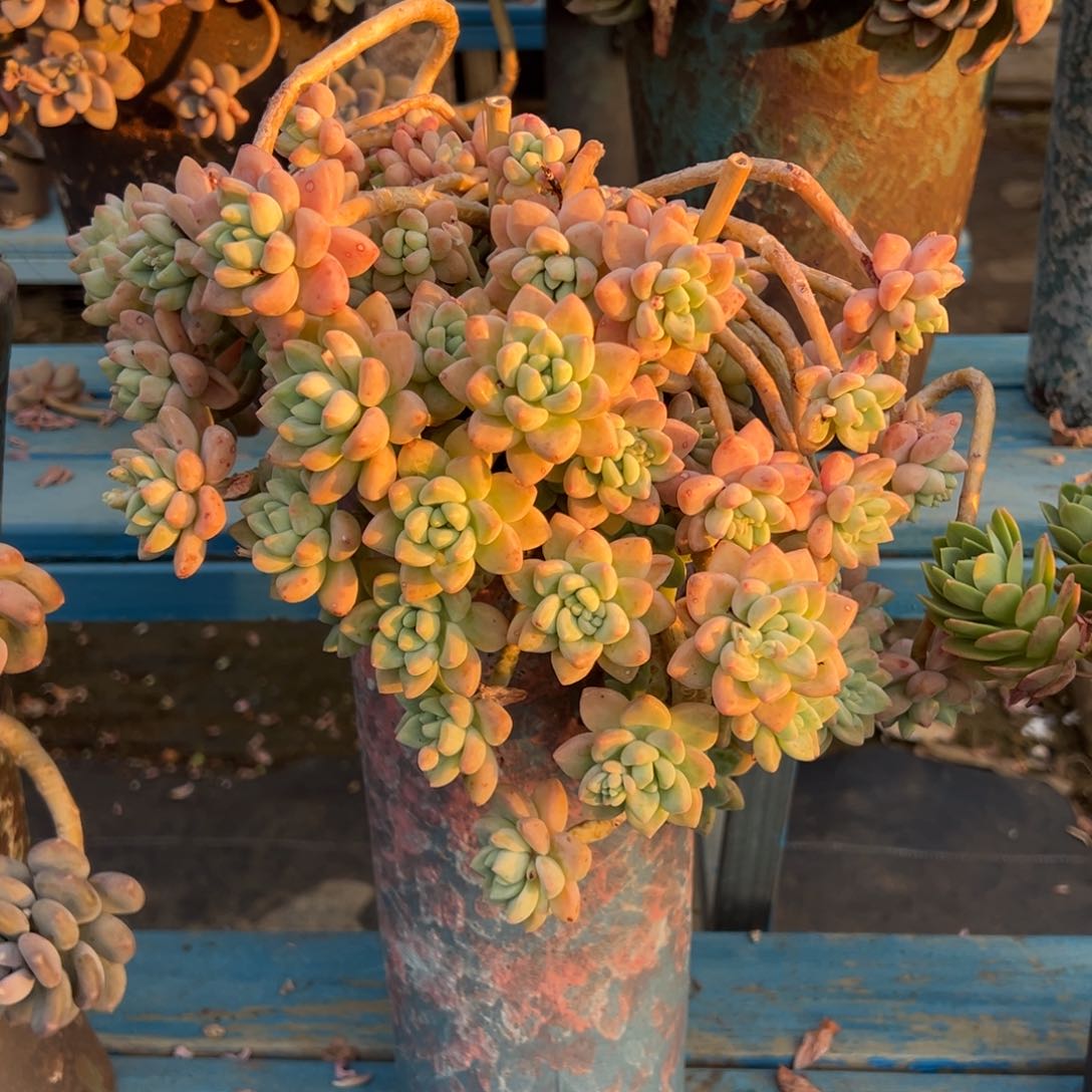 老桩雪酪蛋糕裸肉