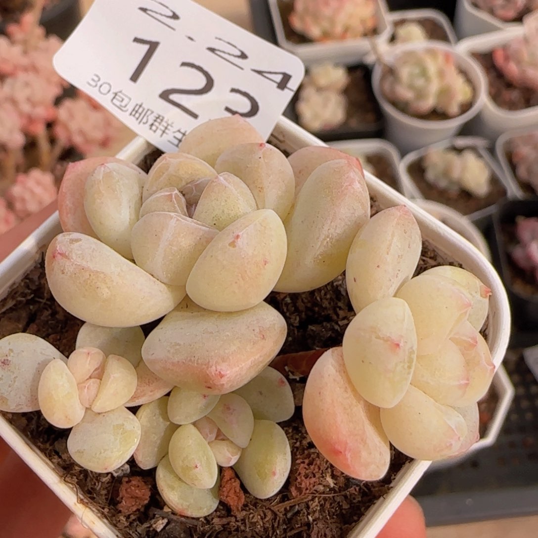 飘枝冰玉四头一颗