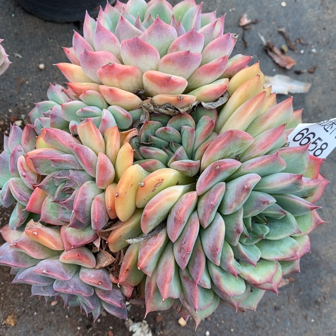 一***了杂交精品多肉6658~15厘米