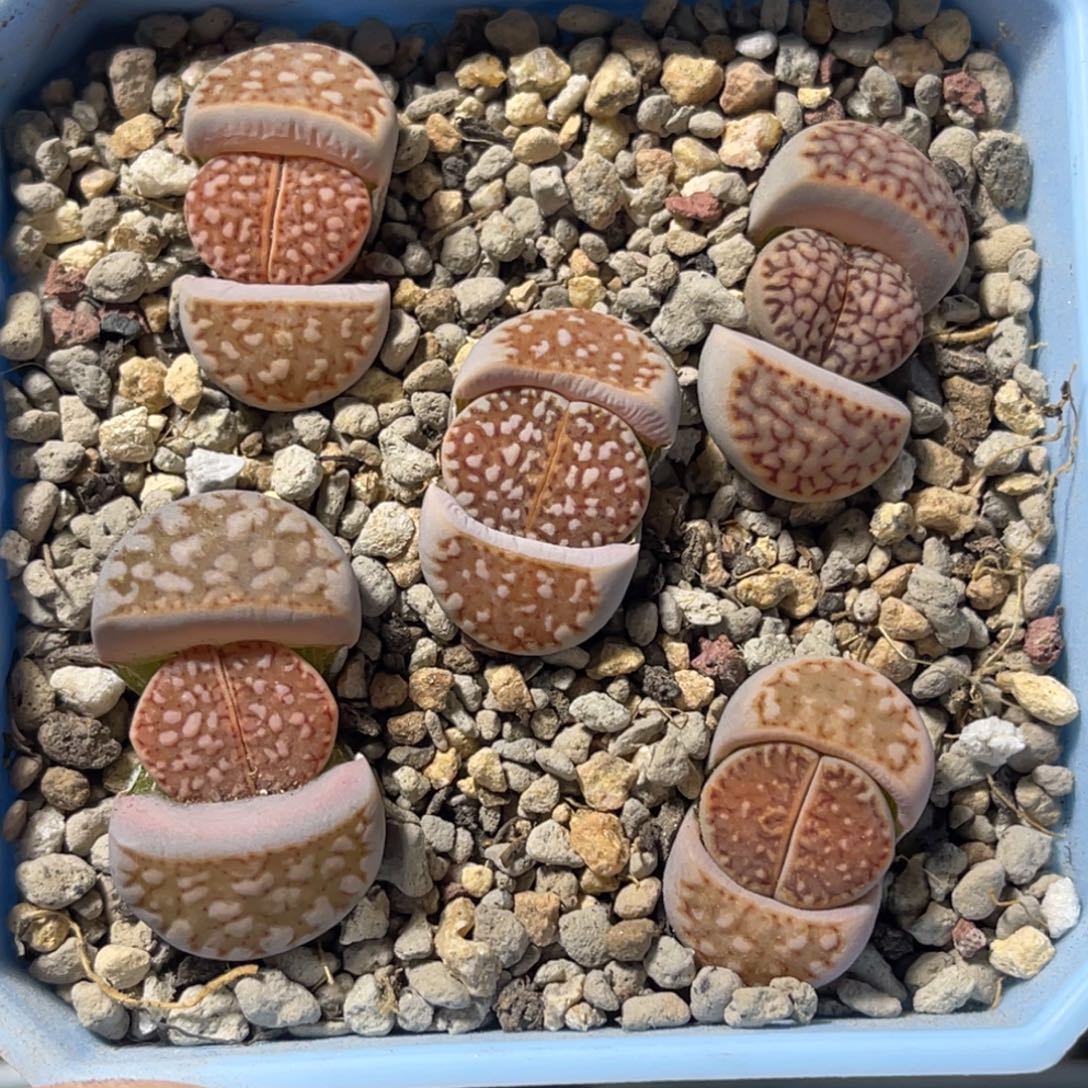 7953红网纹寿丽5颗