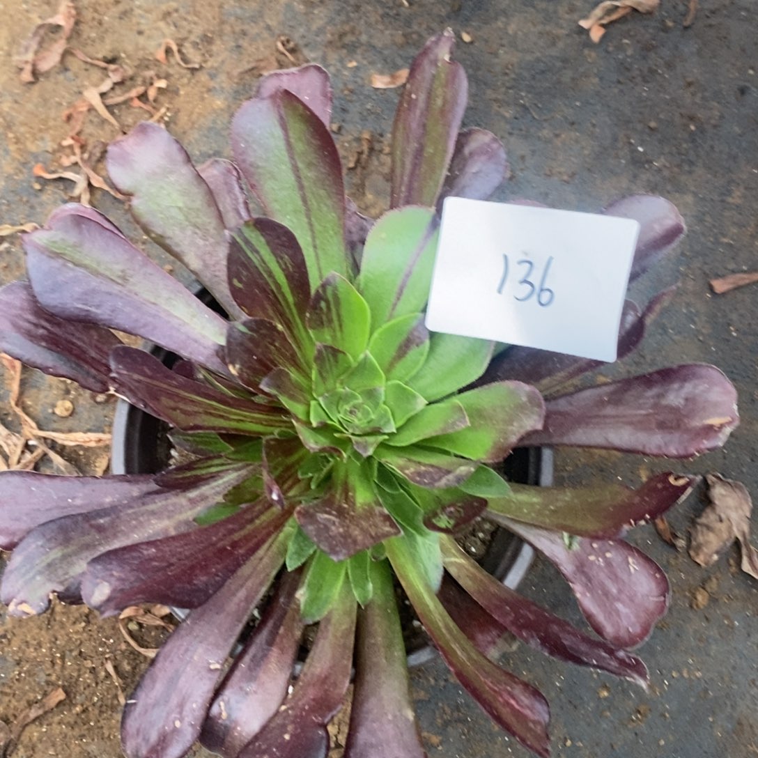 136欧若拉多肉植物