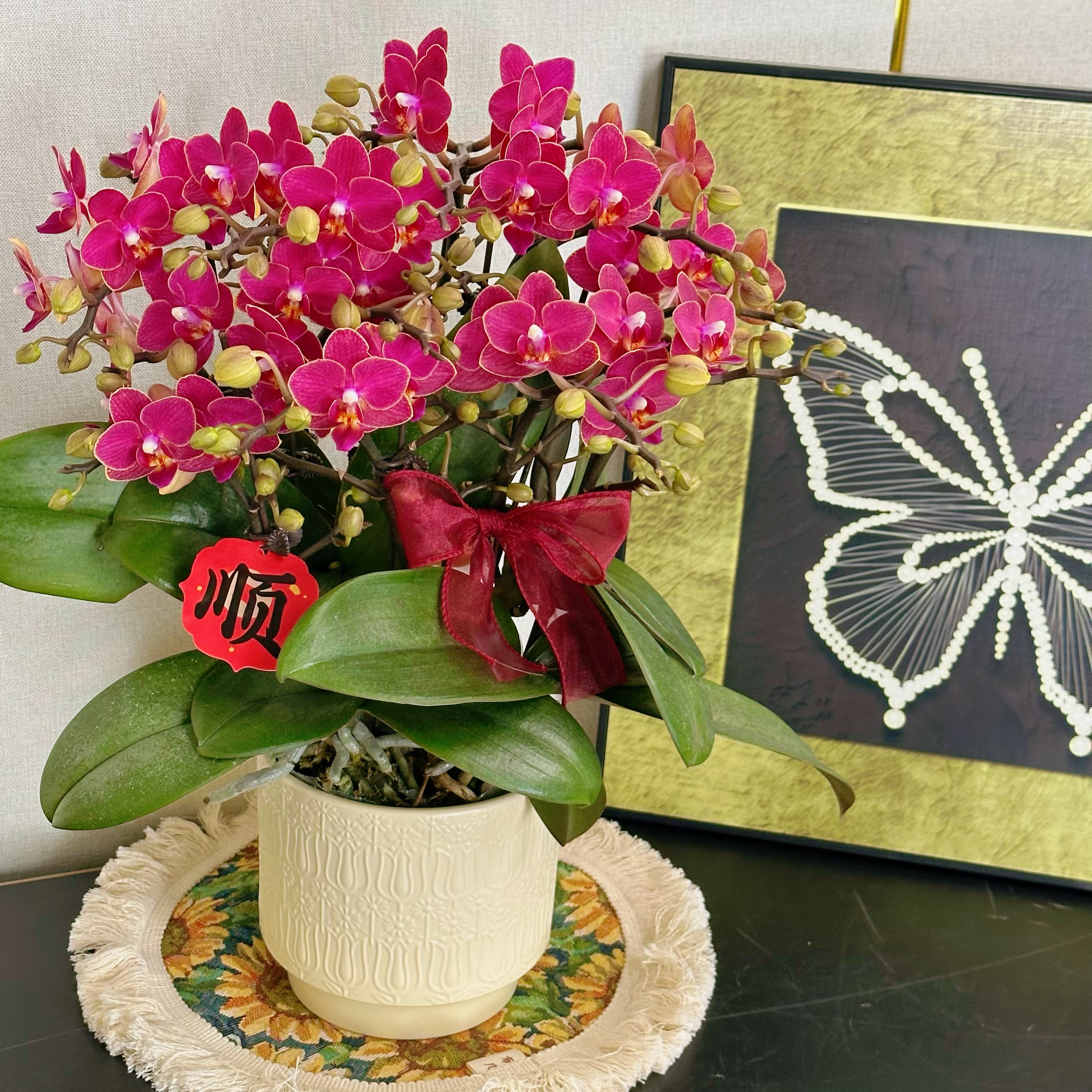 花汐蝴蝶兰【好吉利】年宵花乔 迁之喜 带花带花苞发货好养花期长