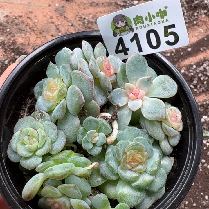 多肉植物多肉植物