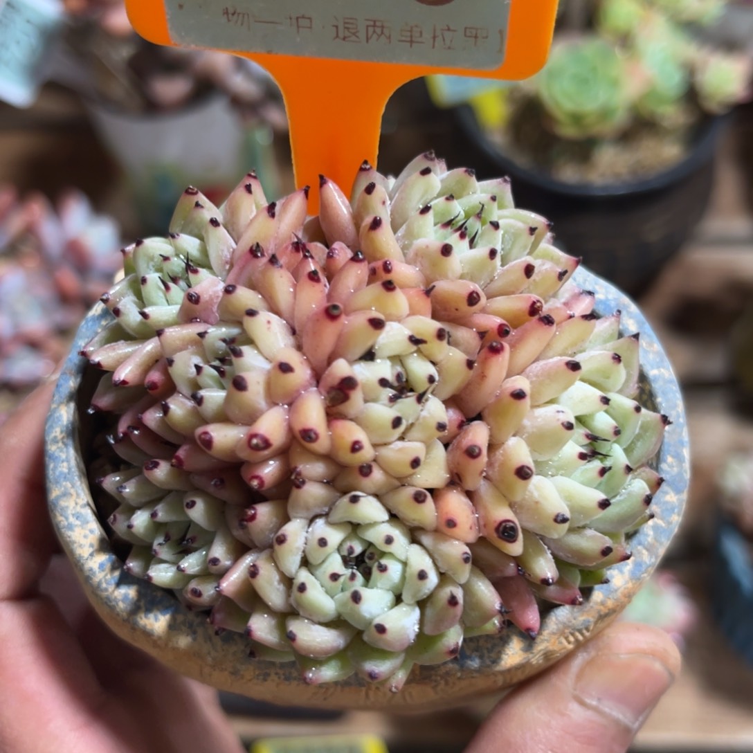 云尘多肉一物一拍不含盆920