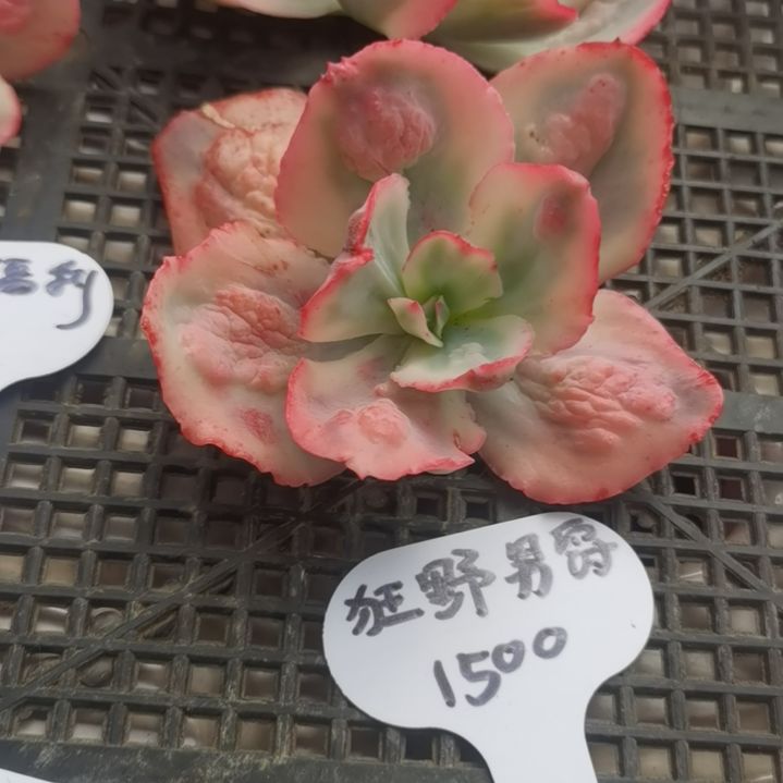 狂野男爵白覆轮锦多肉植物