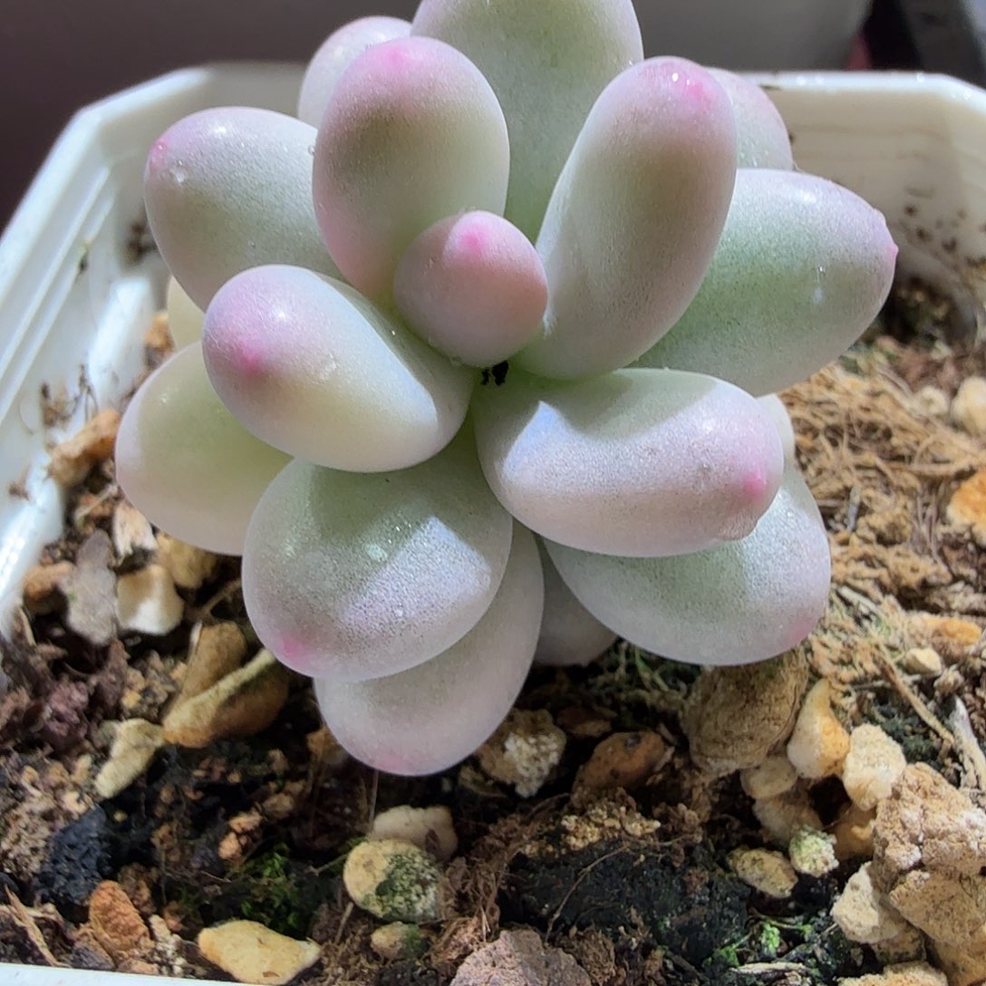 奶酪锦，白覆轮锦，多肉植物