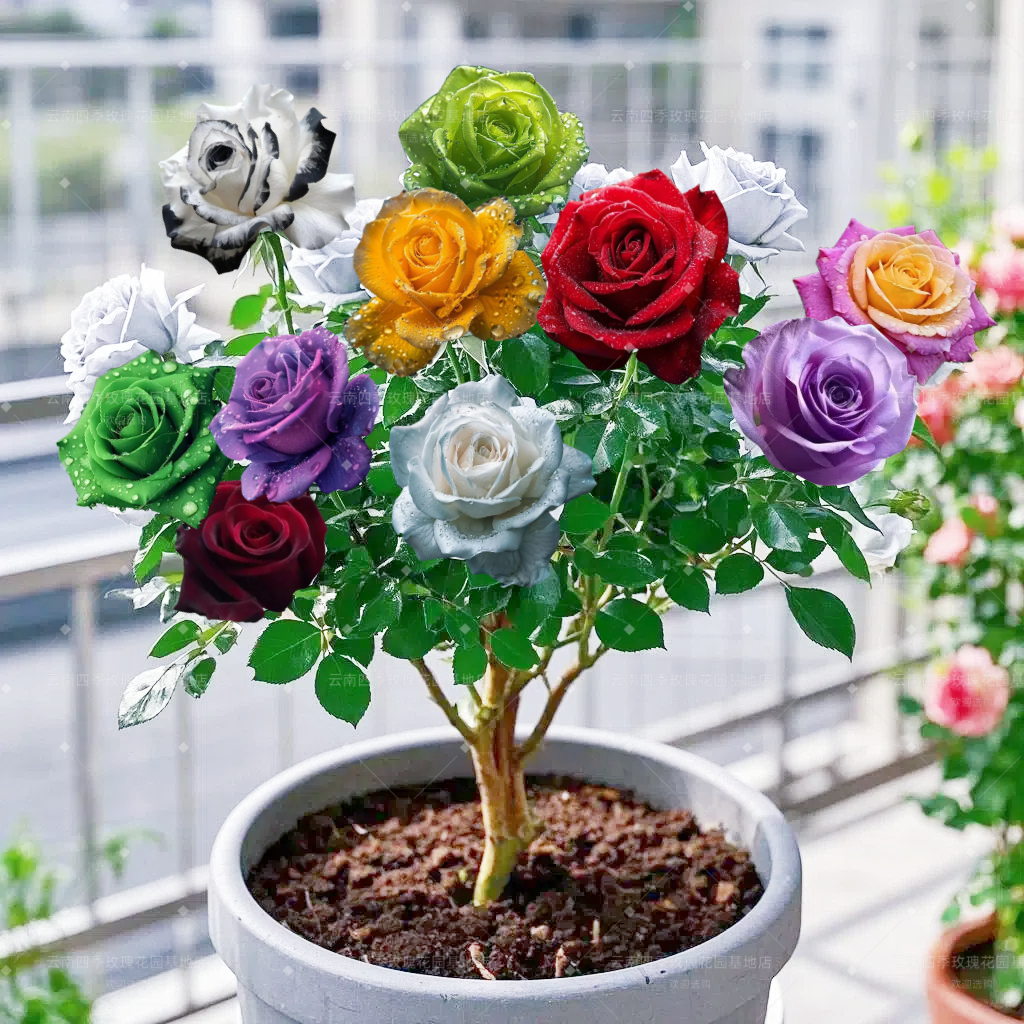 【当年开花】云南嫁接多色玫瑰花老桩盆栽植物阳四季开月季花苗室内
