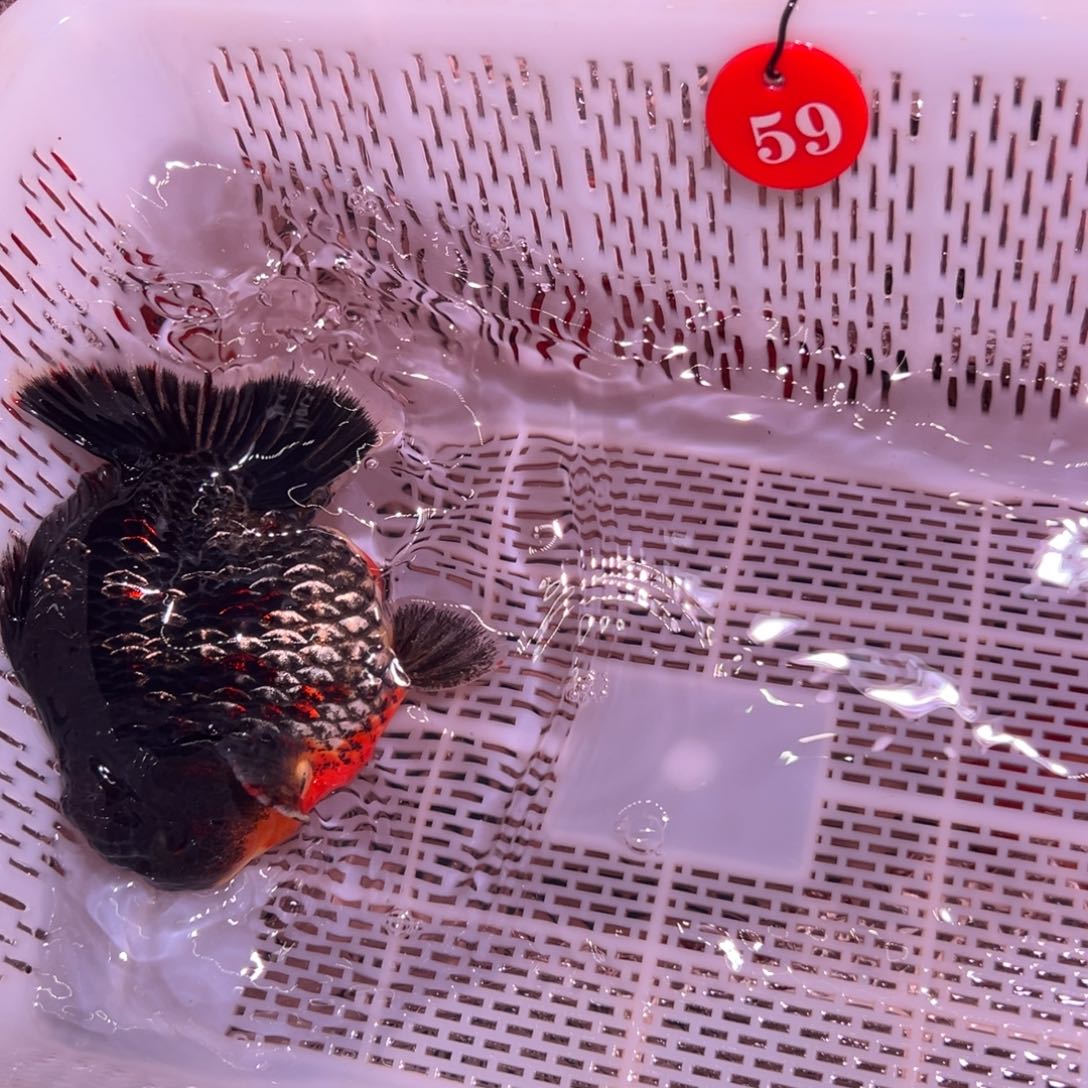 林***子金鱼你好吗我好想你