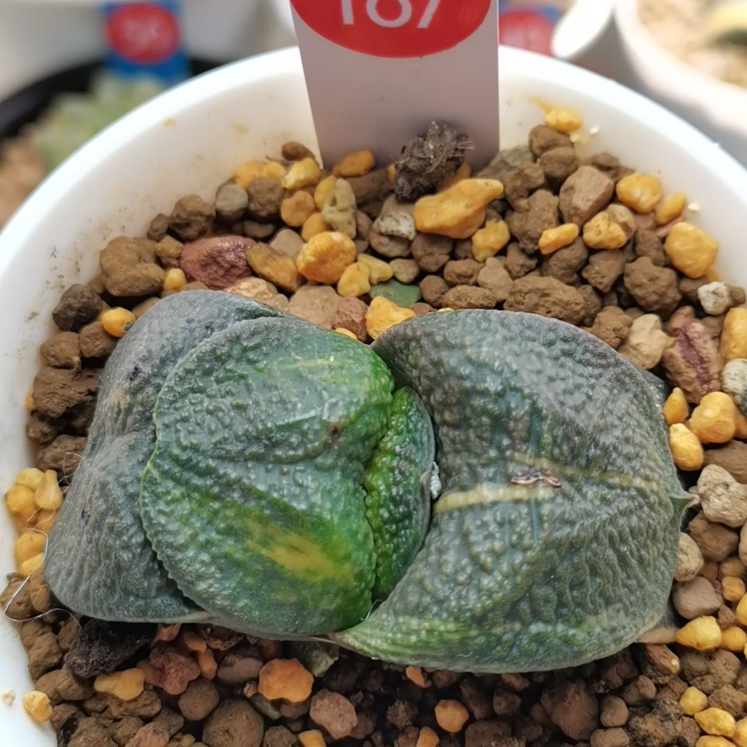 187号实生军配卧牛锦一物一拍带盆土发货