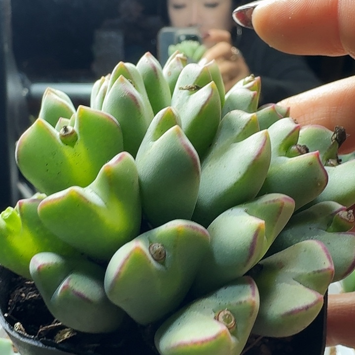 牛***牛多肉植物一物一拍