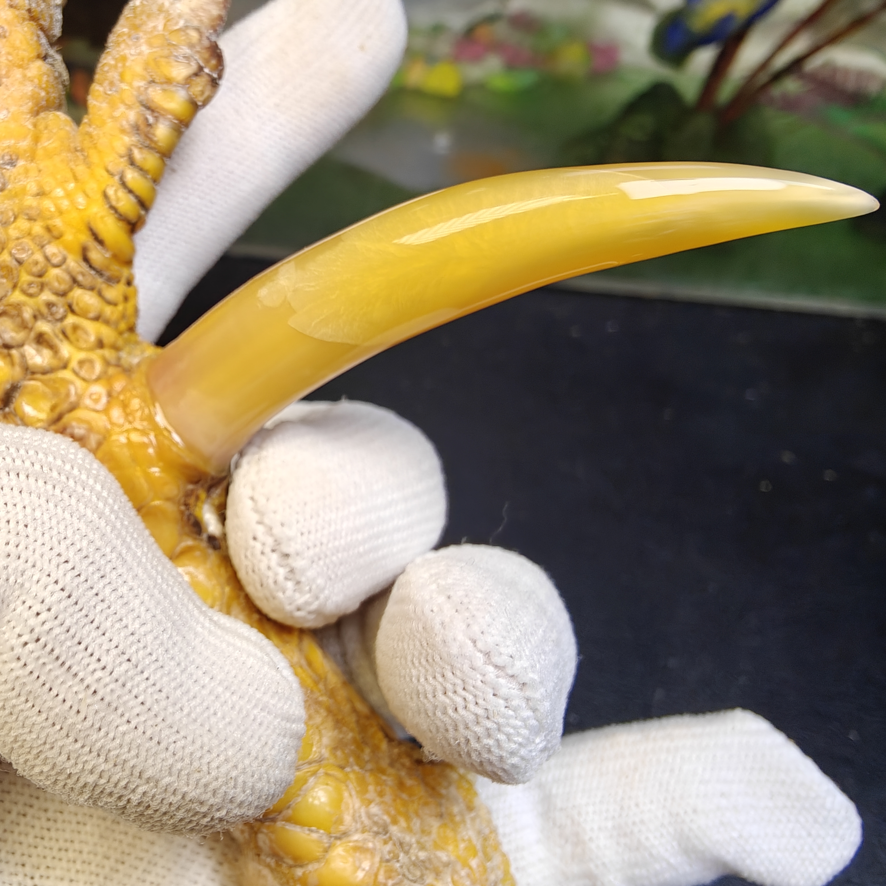 沉醉骨艺鸡爪骨黄色粗蹬单只