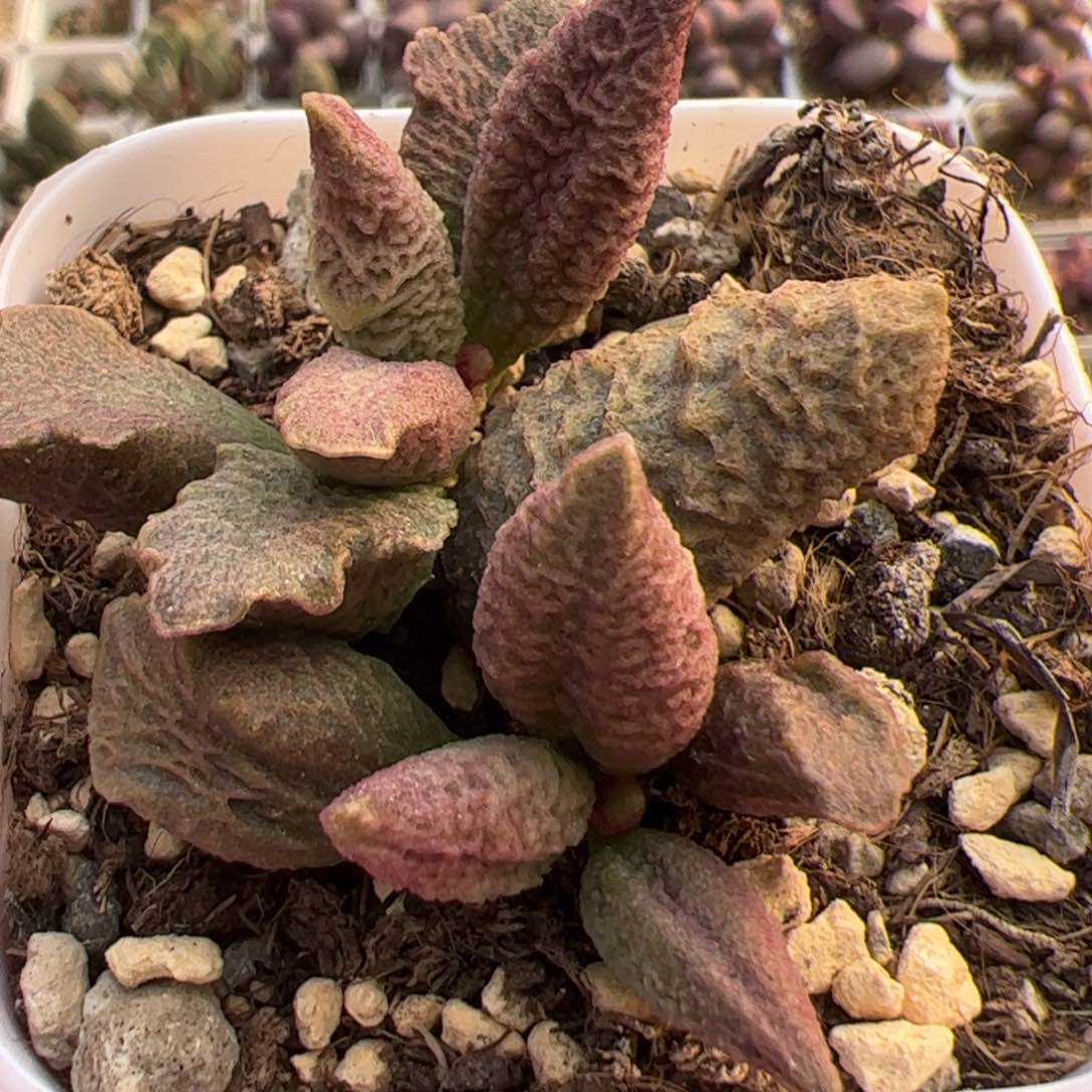 融化纹冰激凌多肉植物水泡多肉植物