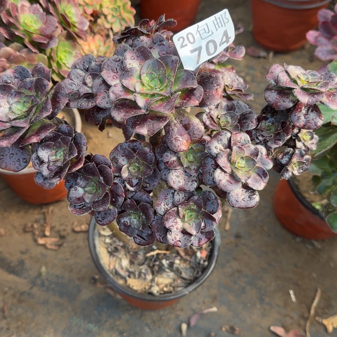 晚霞704满20包邮断枝不包