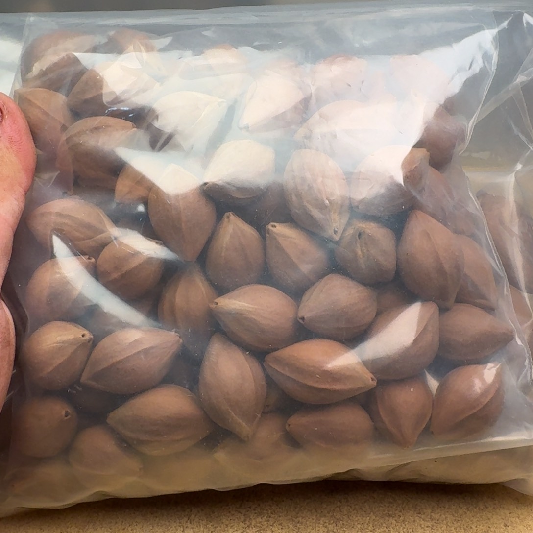 橄榄核手串/手链1