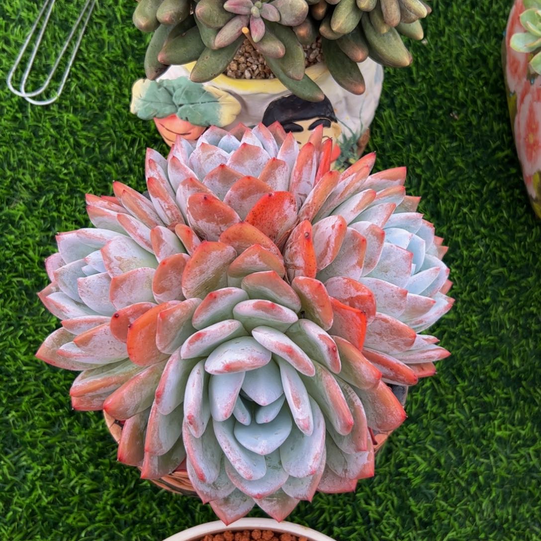 嫦娥自然群多肉植物