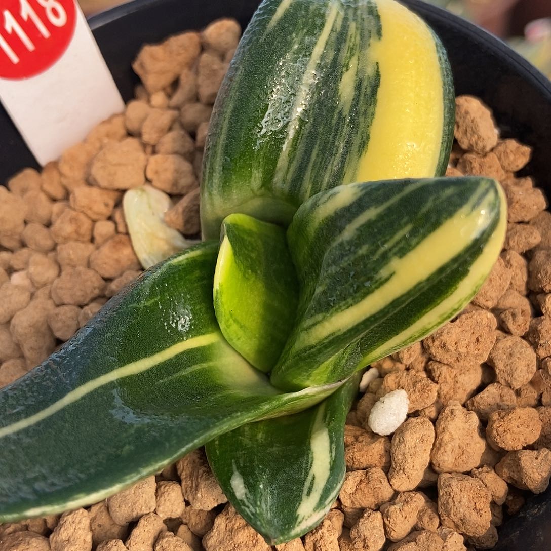 1118卧牛锦超短厚达摩转带盆发货