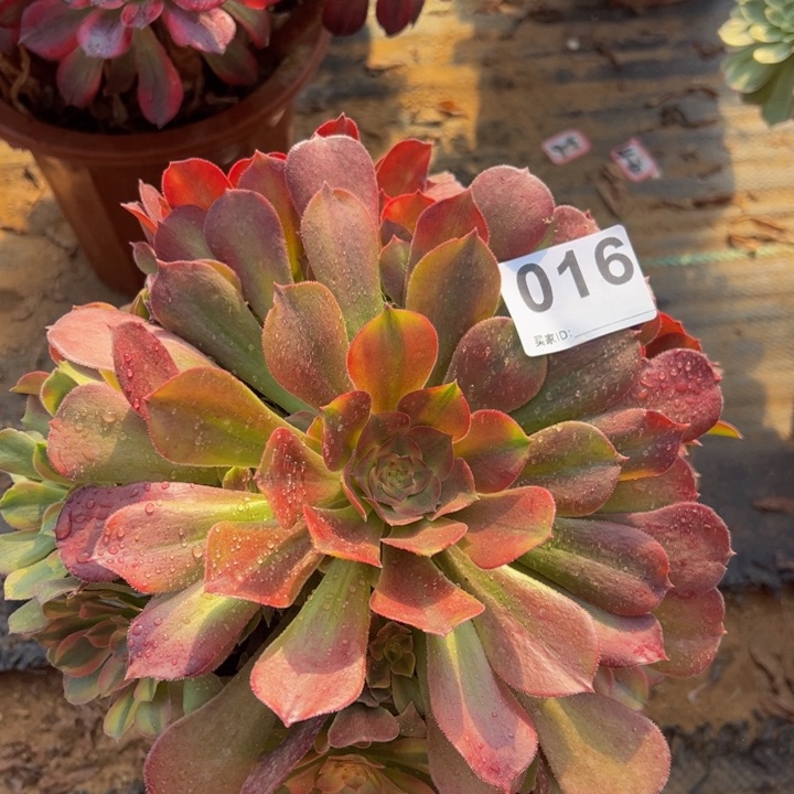 雅典娜多肉植物016