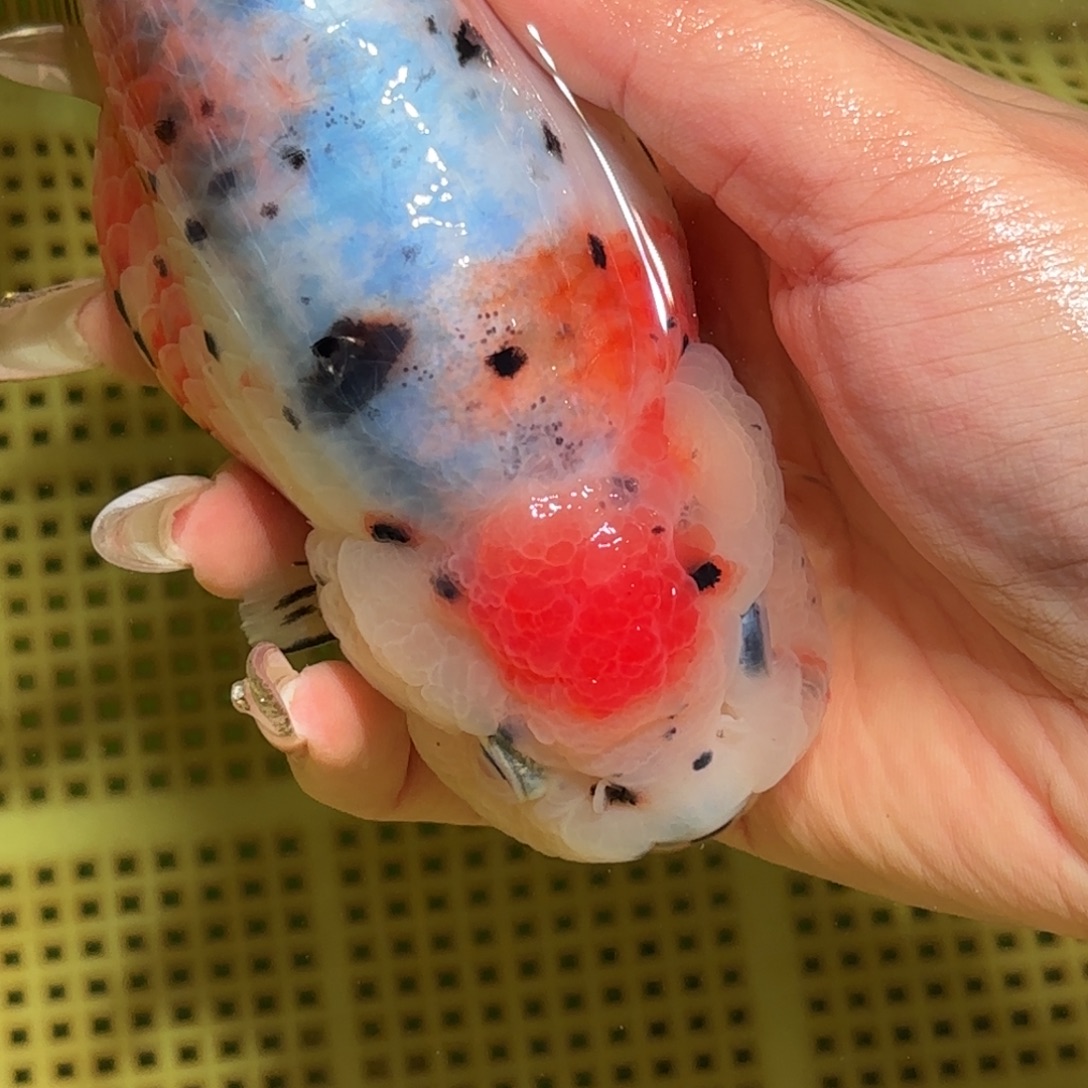鱼***r金鱼拍包装包邮，不拍包装运费到付