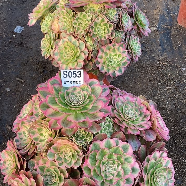 探***探多肉植物火龙果052。053