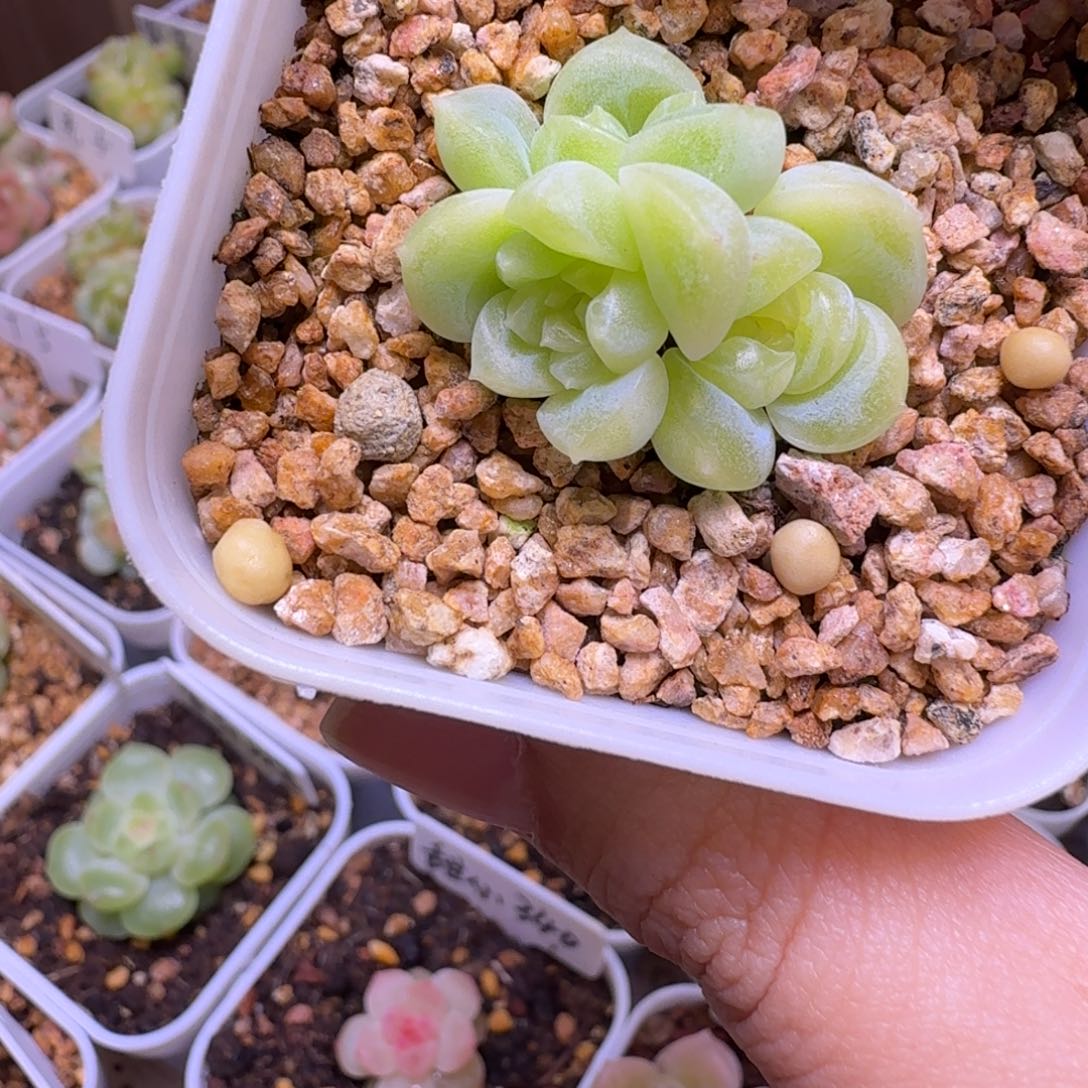 爆珠青提一物一拍