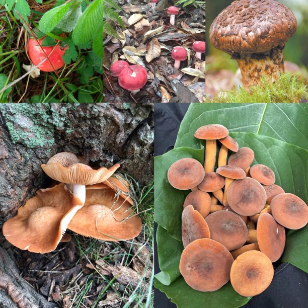 【土特产菇535】净含量24g