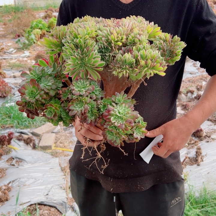 女郎醉话14号两颗多肉法师