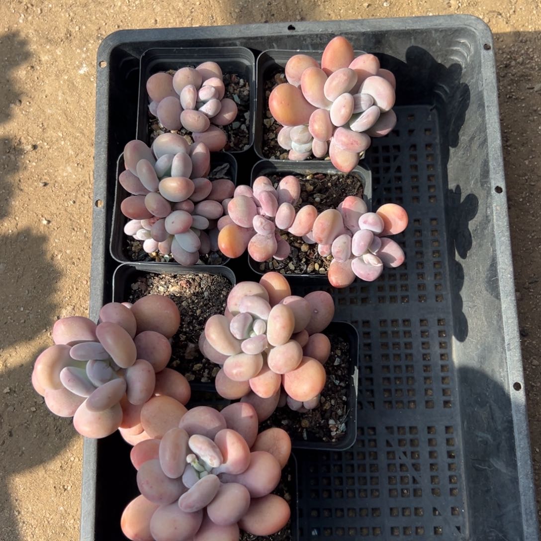 特价奶酪11111111111111