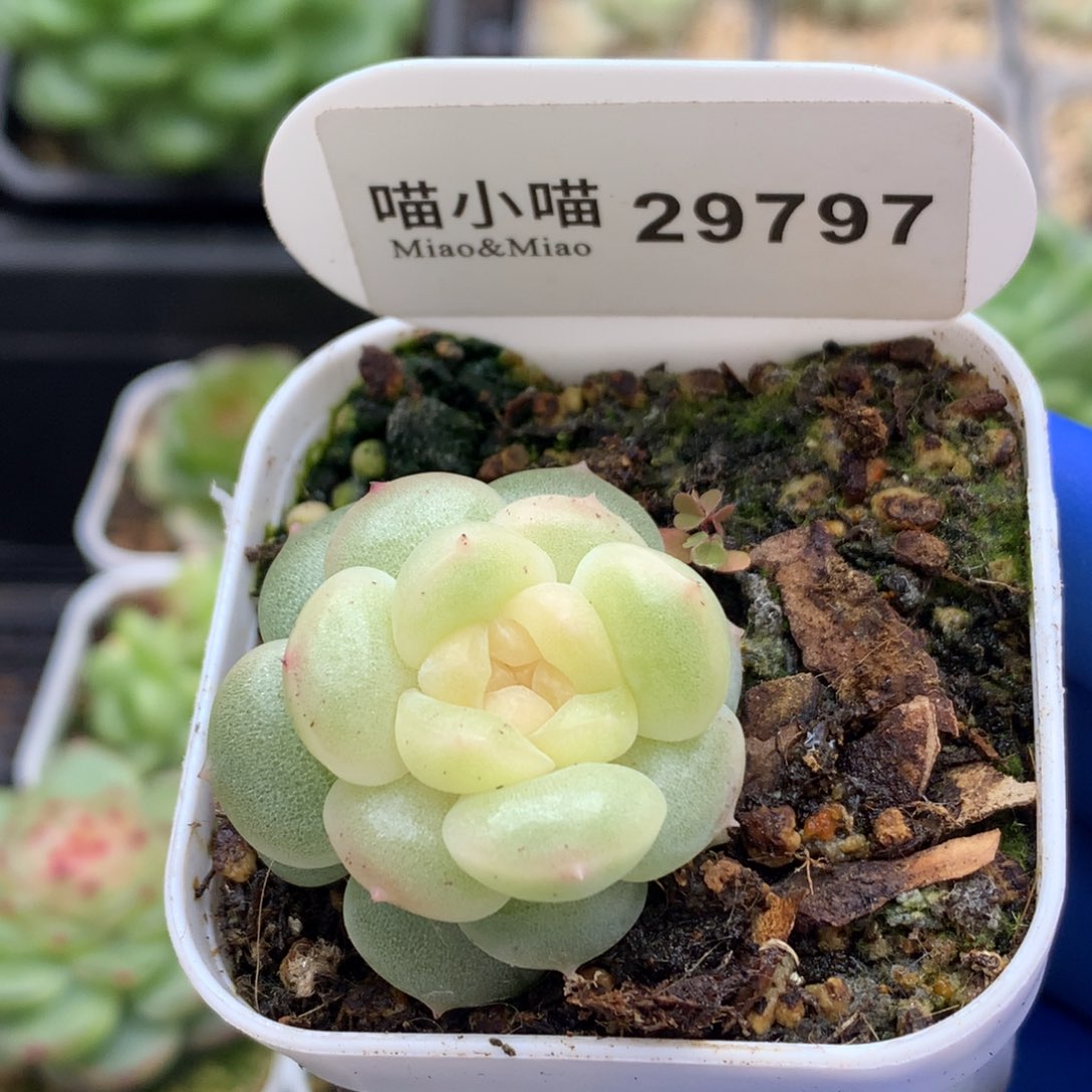 Q***1多肉植物杂交珍妮
