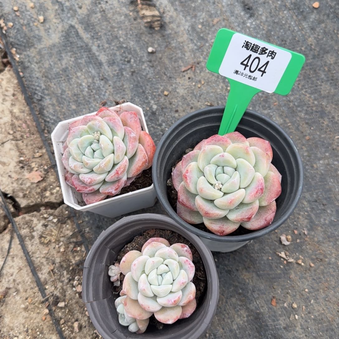 多肉植物冰玉三盆到手带棚带土¥9.9