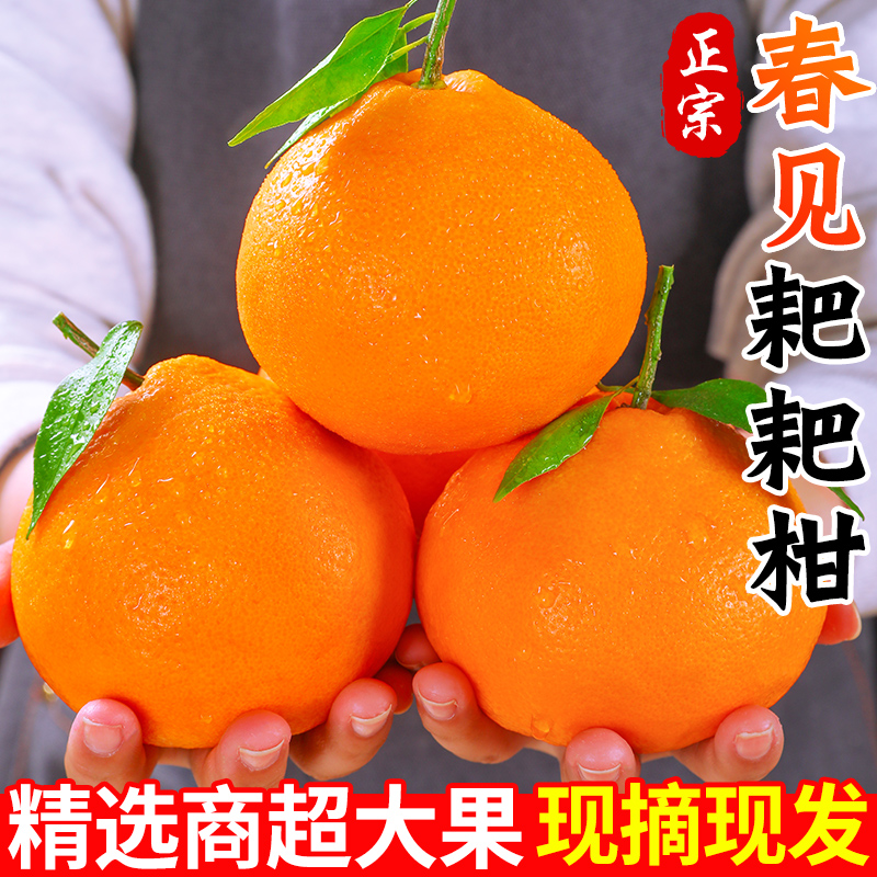 【黄金酸甜比】四川春见耙耙柑新鲜水果当季丑粑粑八怪橘子