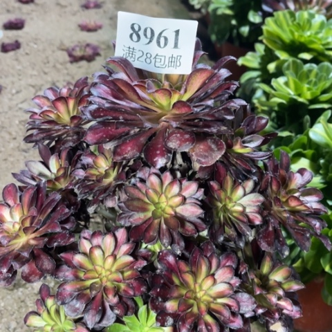 魅力多肉多肉8961