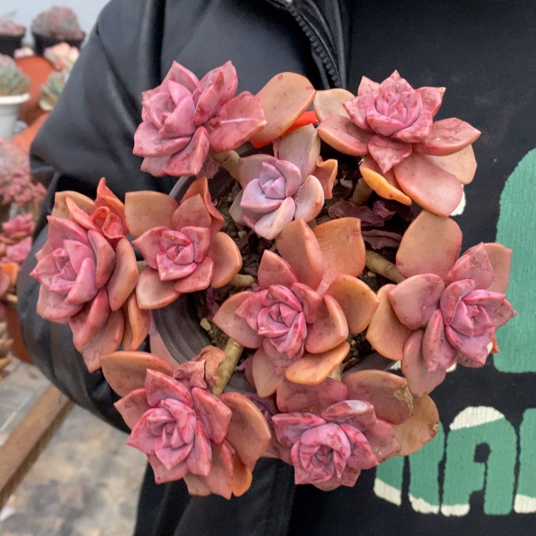 琉璃盏整桩整群老桩