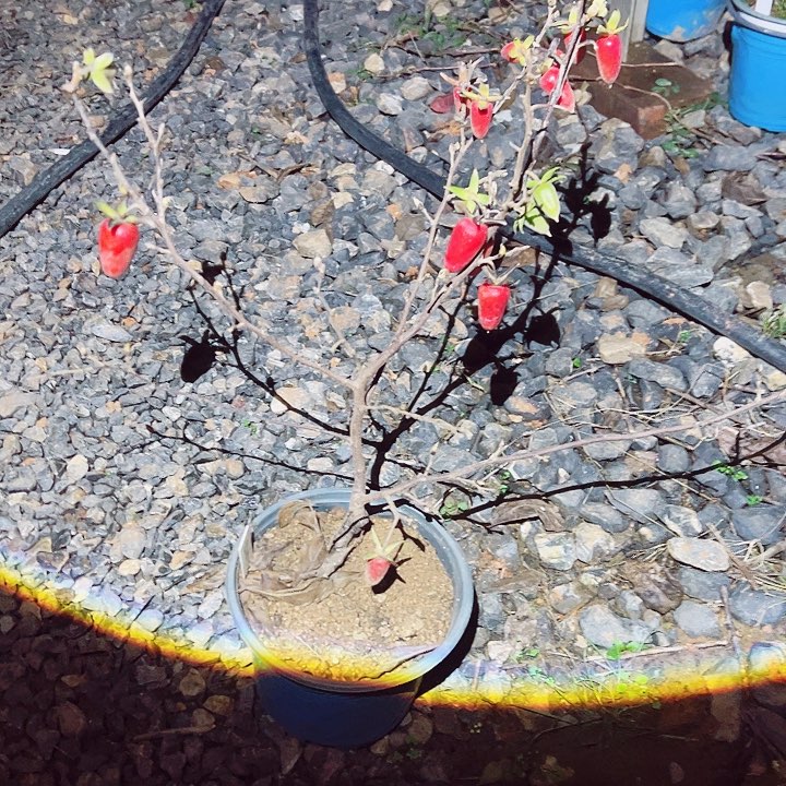 蓝****无花朵哈哈哈哈哈哈