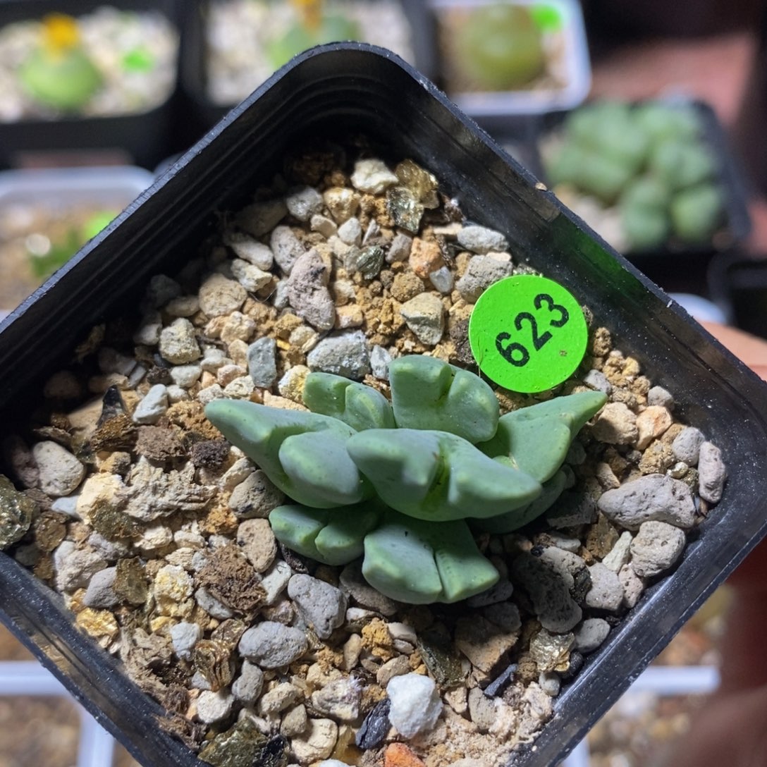 大型白花鹿角少将群多肉623