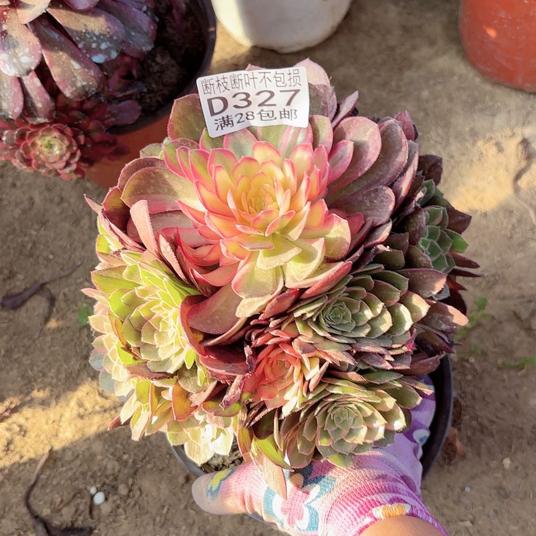 K. 327万花筒多肉1111