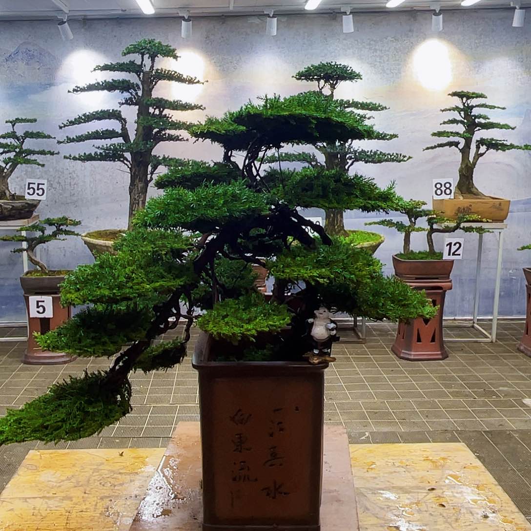 盆景盆景艺术龙爪松