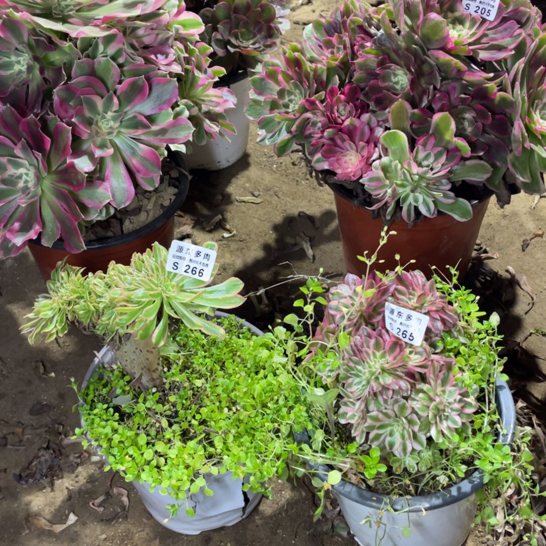 265-266 多肉法师断枝不包