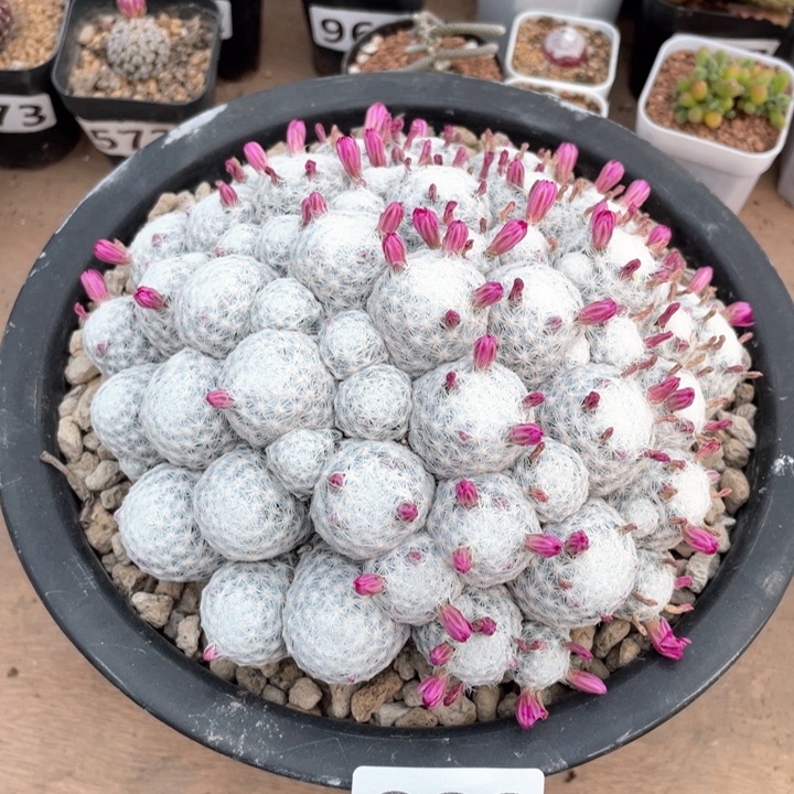 092实生超大姬春心多头