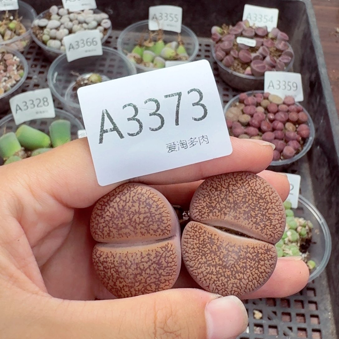 3373——-生石花 肉锥
