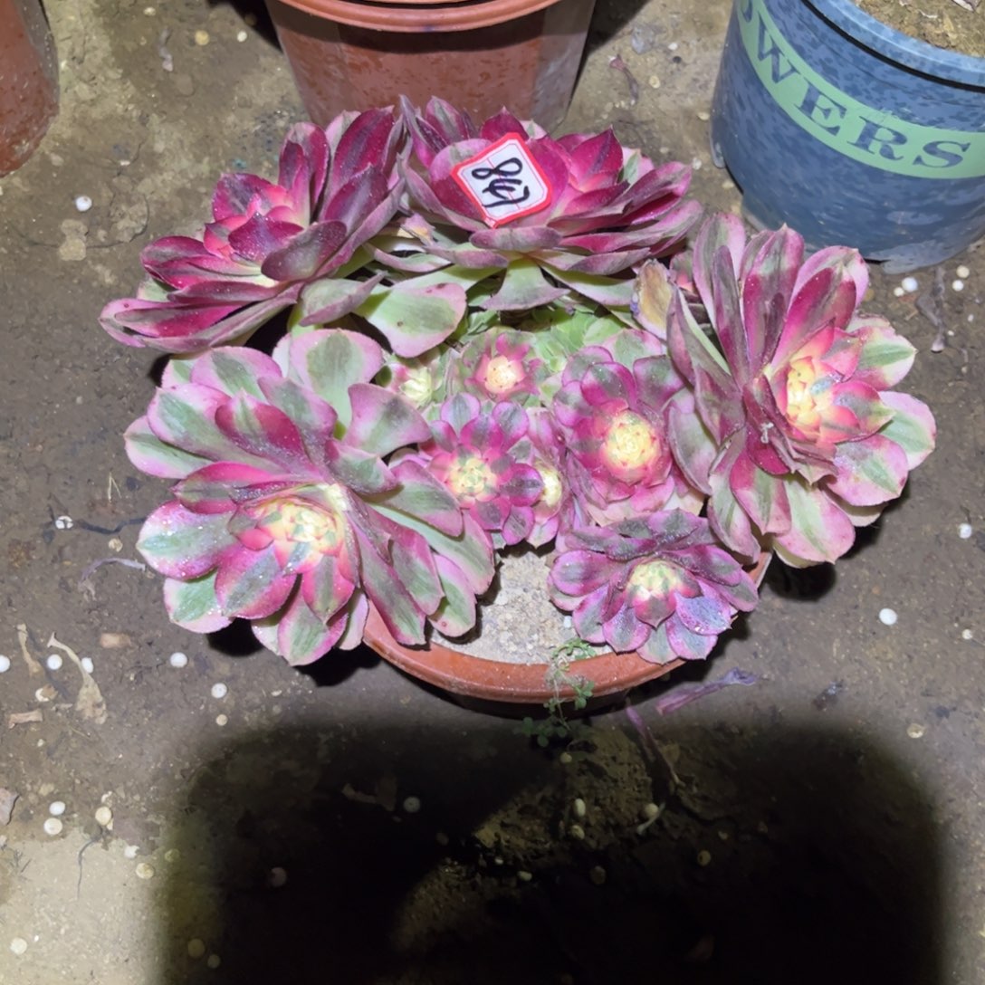 847多肉植物荔枝法师砍过