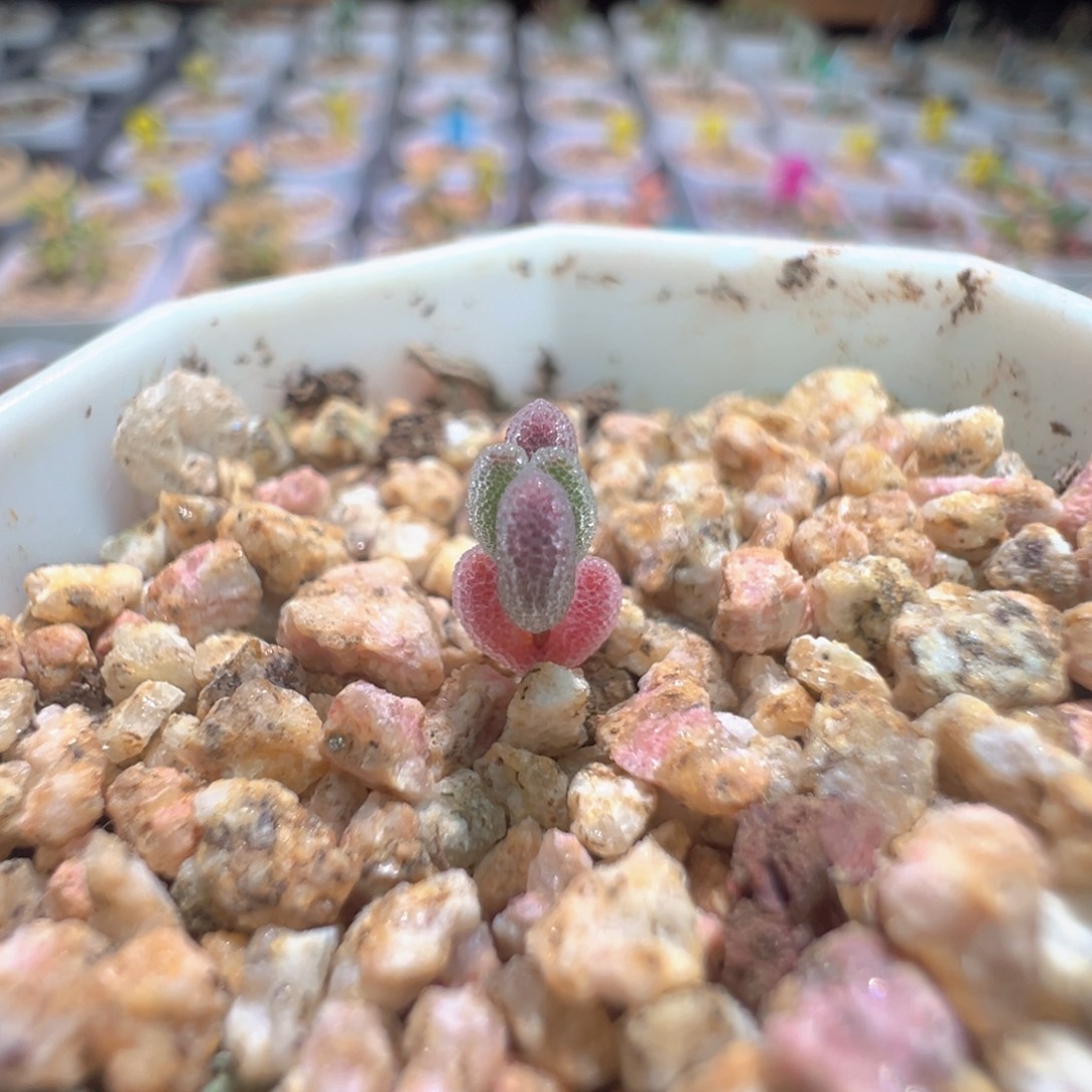 血红色，尺寸小，1316实生血红叶，拍下不退不换