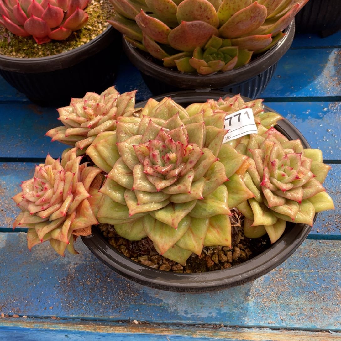 无花朵若如东云组拍B771