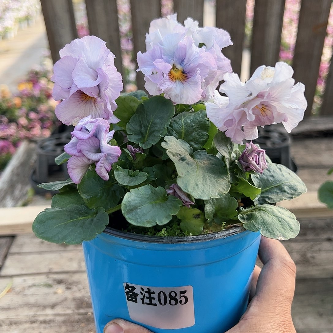 【闪购商品】085号