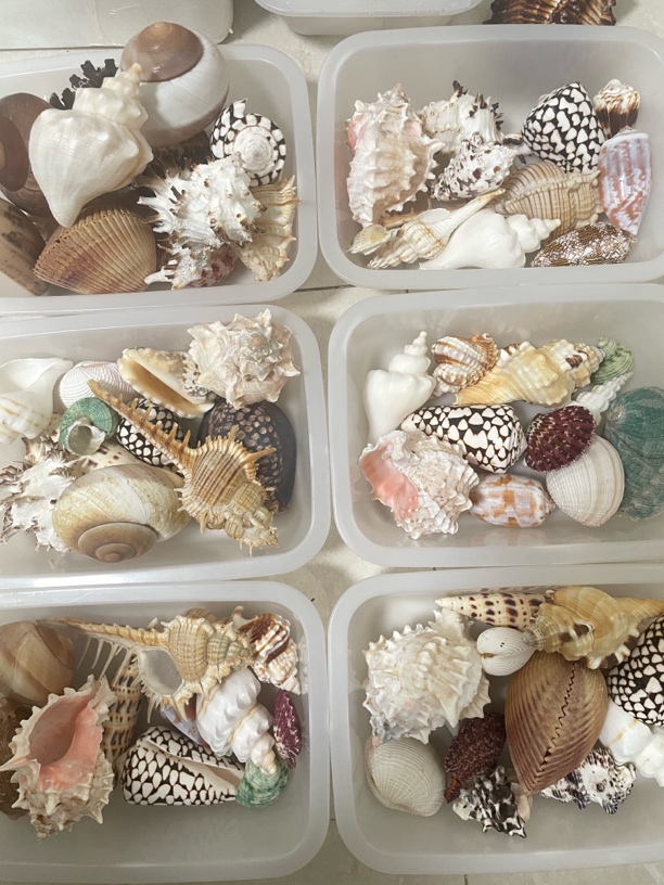 混合大螺天然贝壳海螺