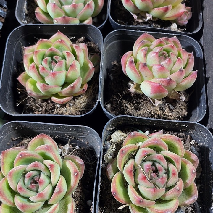 月亮石2.8带盆土