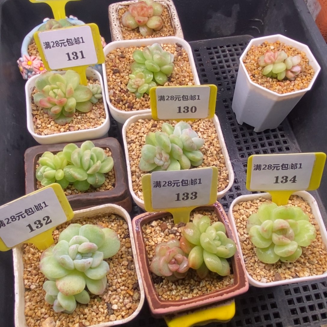 ****鼠1131.30.32.33.34冰玉石化6个