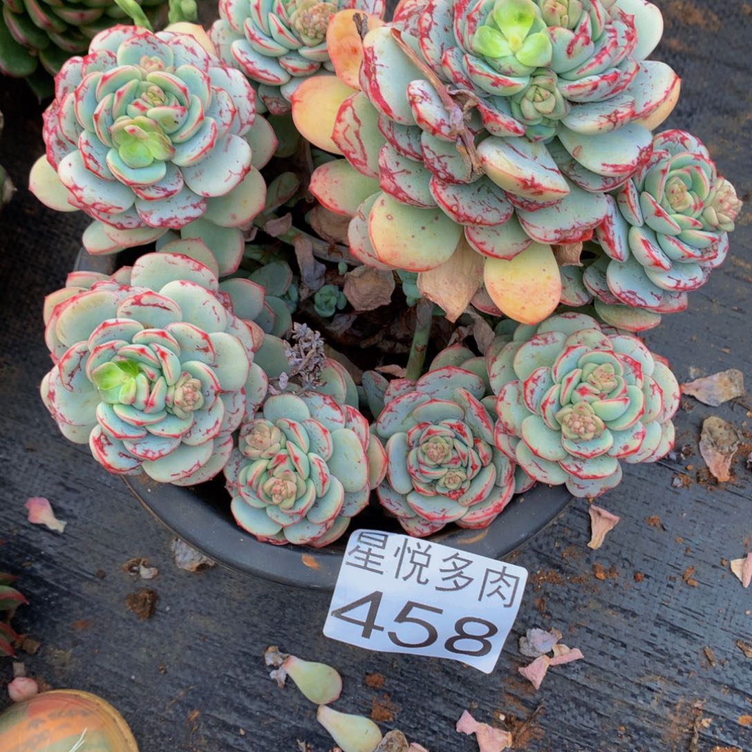 458小香草精品多肉