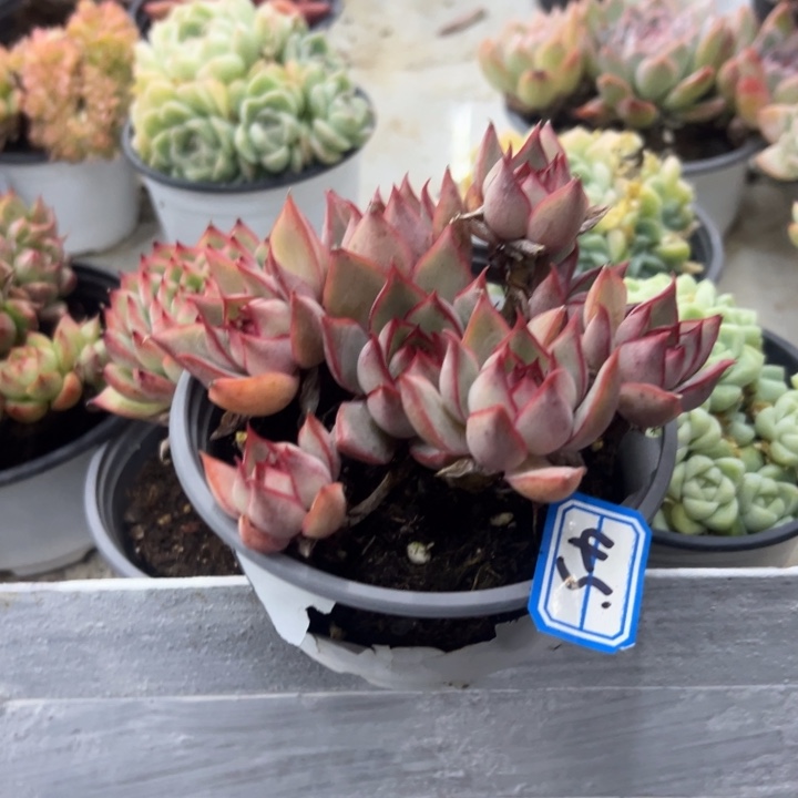 鹅****一物一拍宝莲灯多肉45